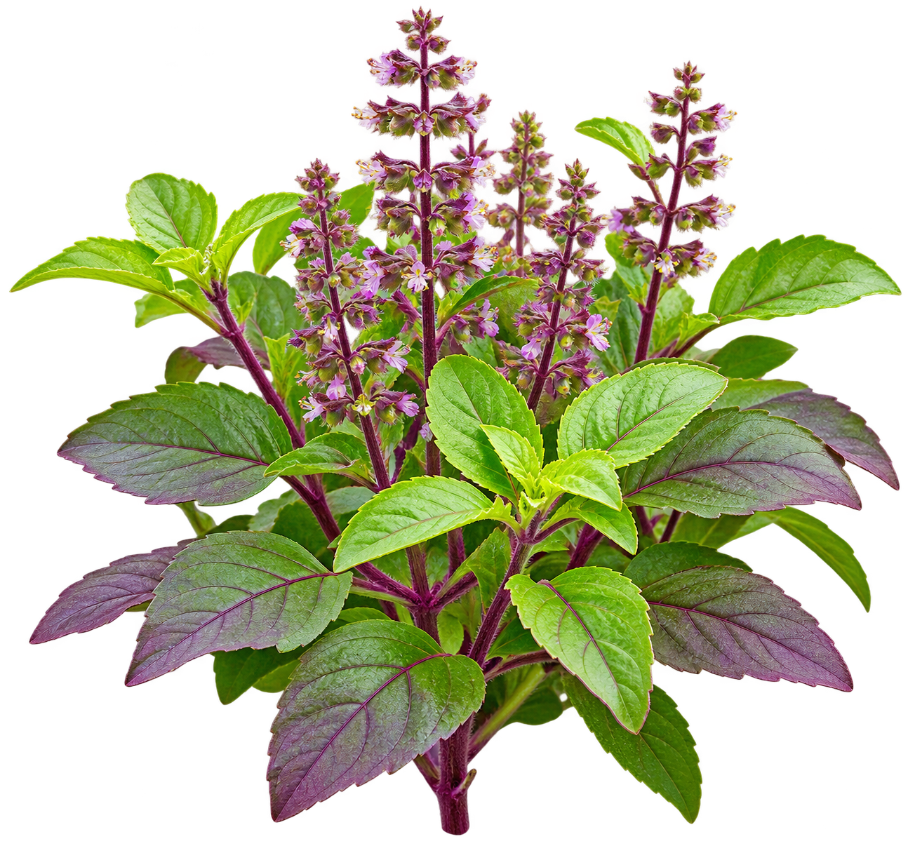 Tulsi